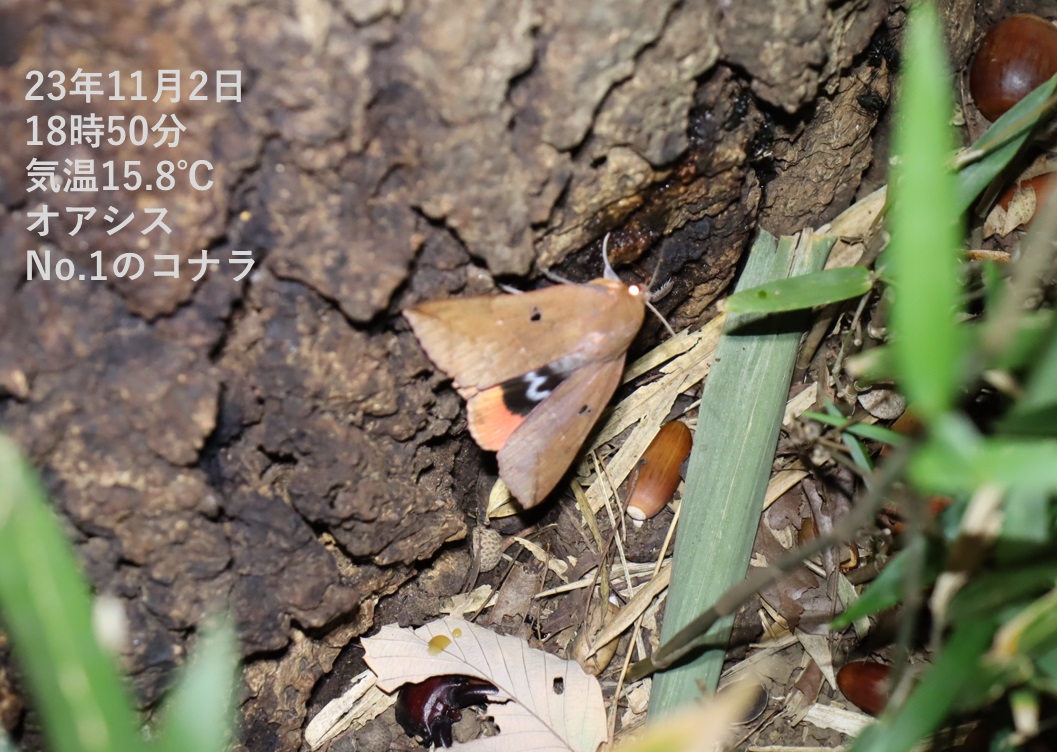 ムクゲコノハ_No.1のコナラ_クワガタ達のオアシス_2023年11月2日18時50分 気温15.8度